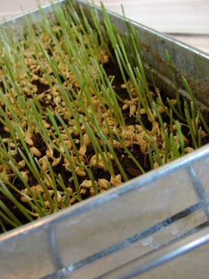 Planting Wheatgrass | Easter Wheatgrass | Indoor Wheatgrass