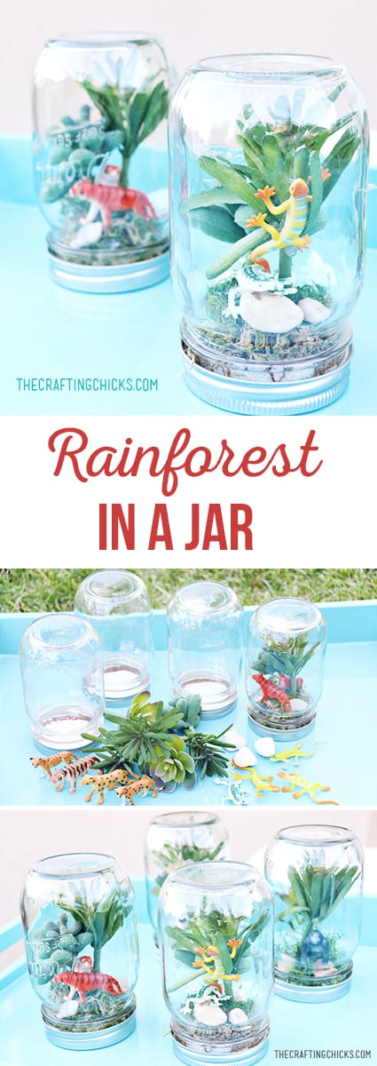 Rain Forest In a Jar