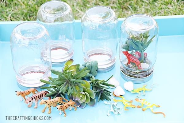 Create a Rainforest in a Jar