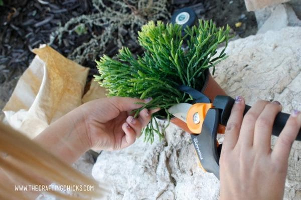 How To Make A Terrarium With Kids