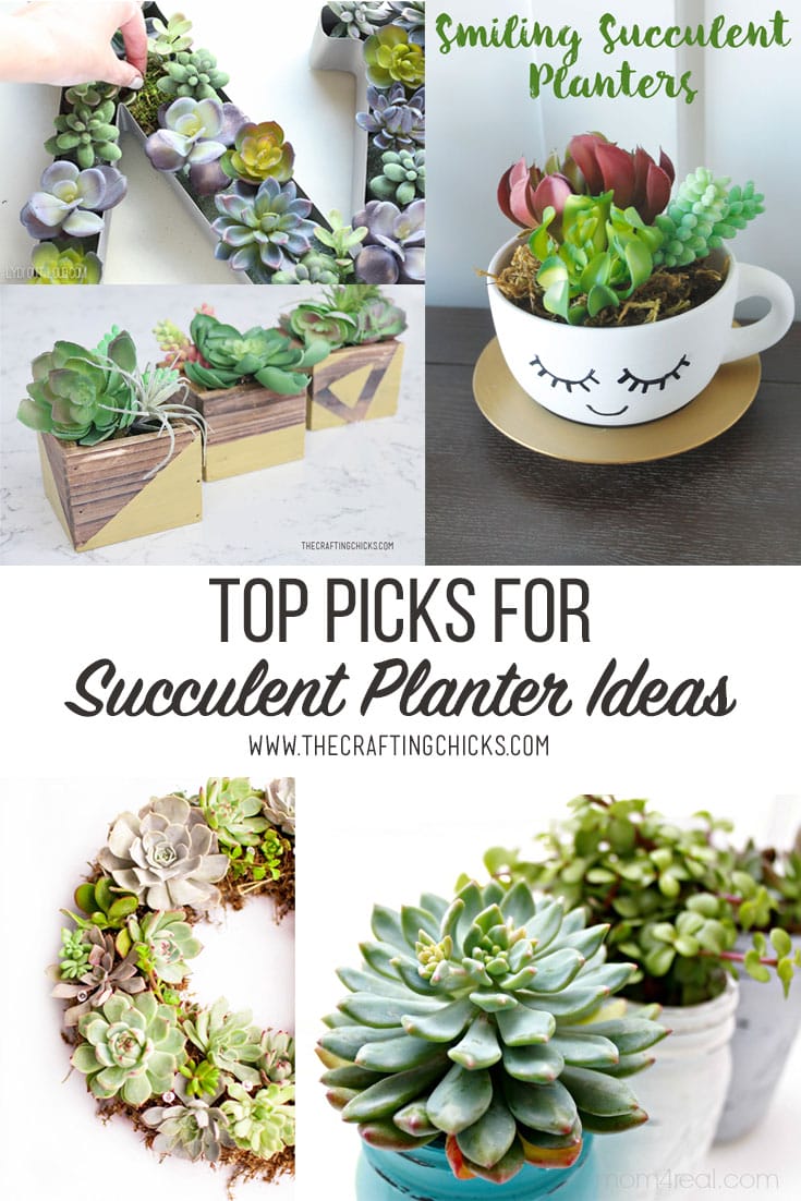 Top Picks for Succulent Planter Ideas