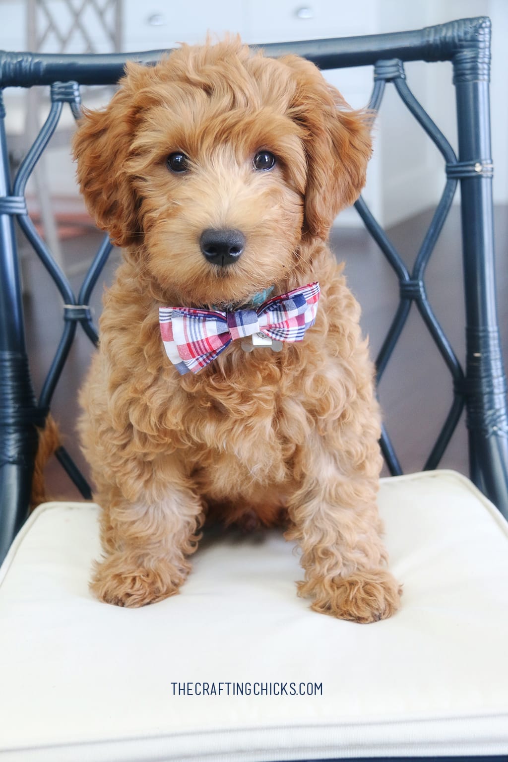 Goldendoodle puppy with plaid bow tie sitting on a kitchen chair.