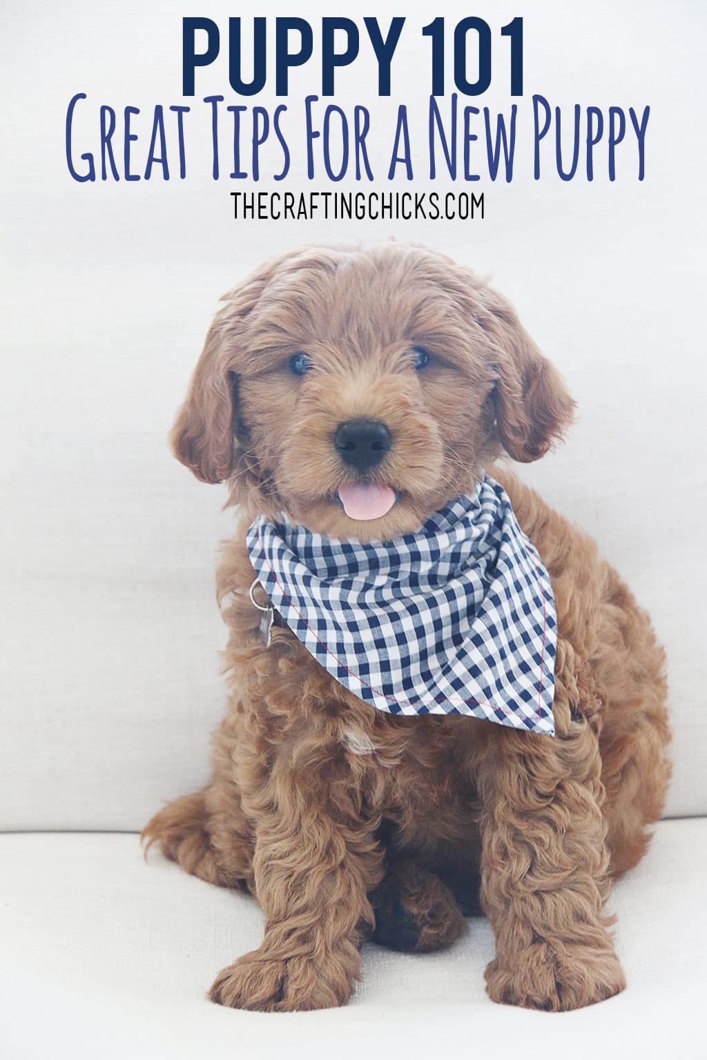 Goldendoodle puppy with checkered neckerchief sitting on white chair.