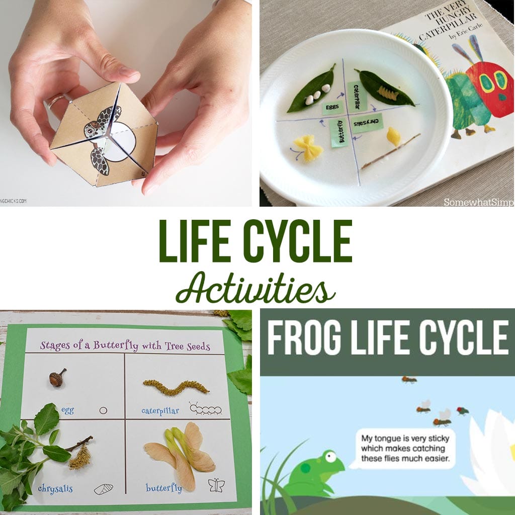 Life Cycle Activities | Simple kids activities that teach about the life cycle. Butterfly life cycle, frog life cycle, and rock life cycle #lifecycle #kidsactivity #activities #butterfly #frog #rock #turtle