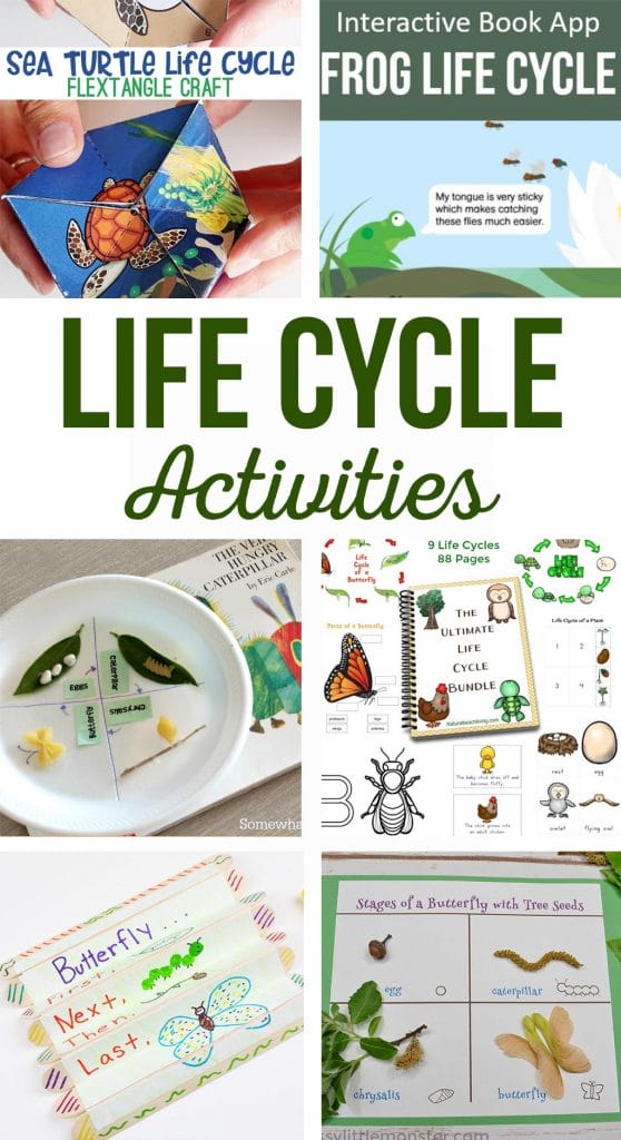 Life Cycle Activities - The Crafting Chicks