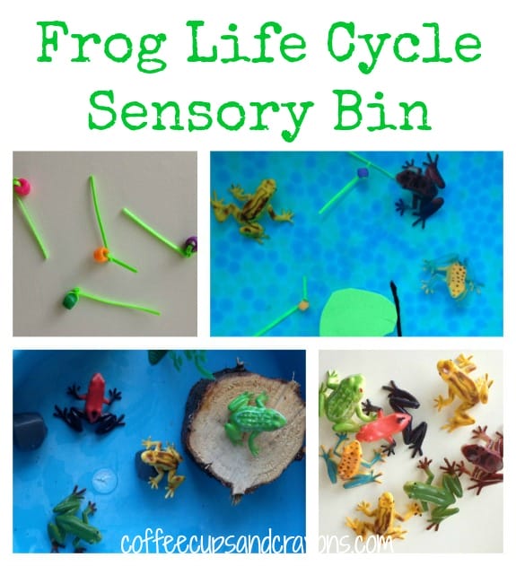 Frog Life Cycle Sensory Bin