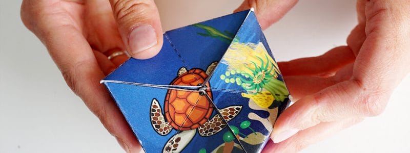 Printable Sea Turtle Life Cycle Flextangle