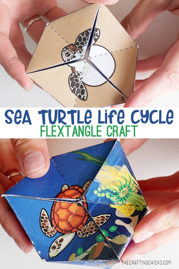 Sea Turtle Life Cycle Flextangle Craft Printable | A fun and educational printable kids craft. #lifecycle #science #printable #kidcraft